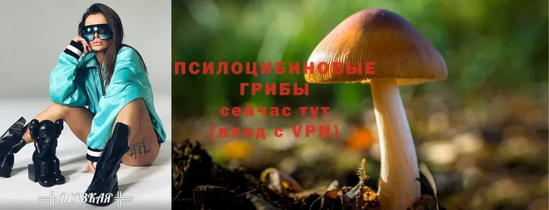 где купить наркотик  Карабаш  Галлюциногенные грибы Psilocybine cubensis 